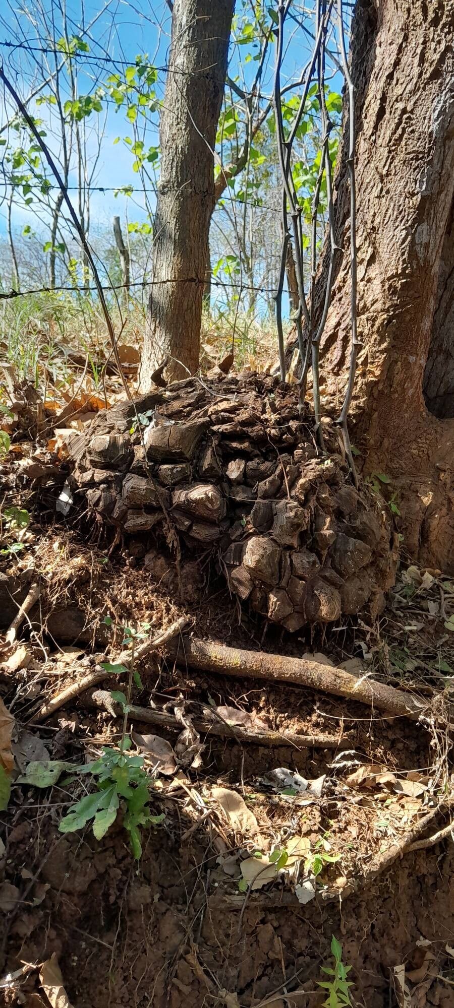 Dioscorea convolvulacea other