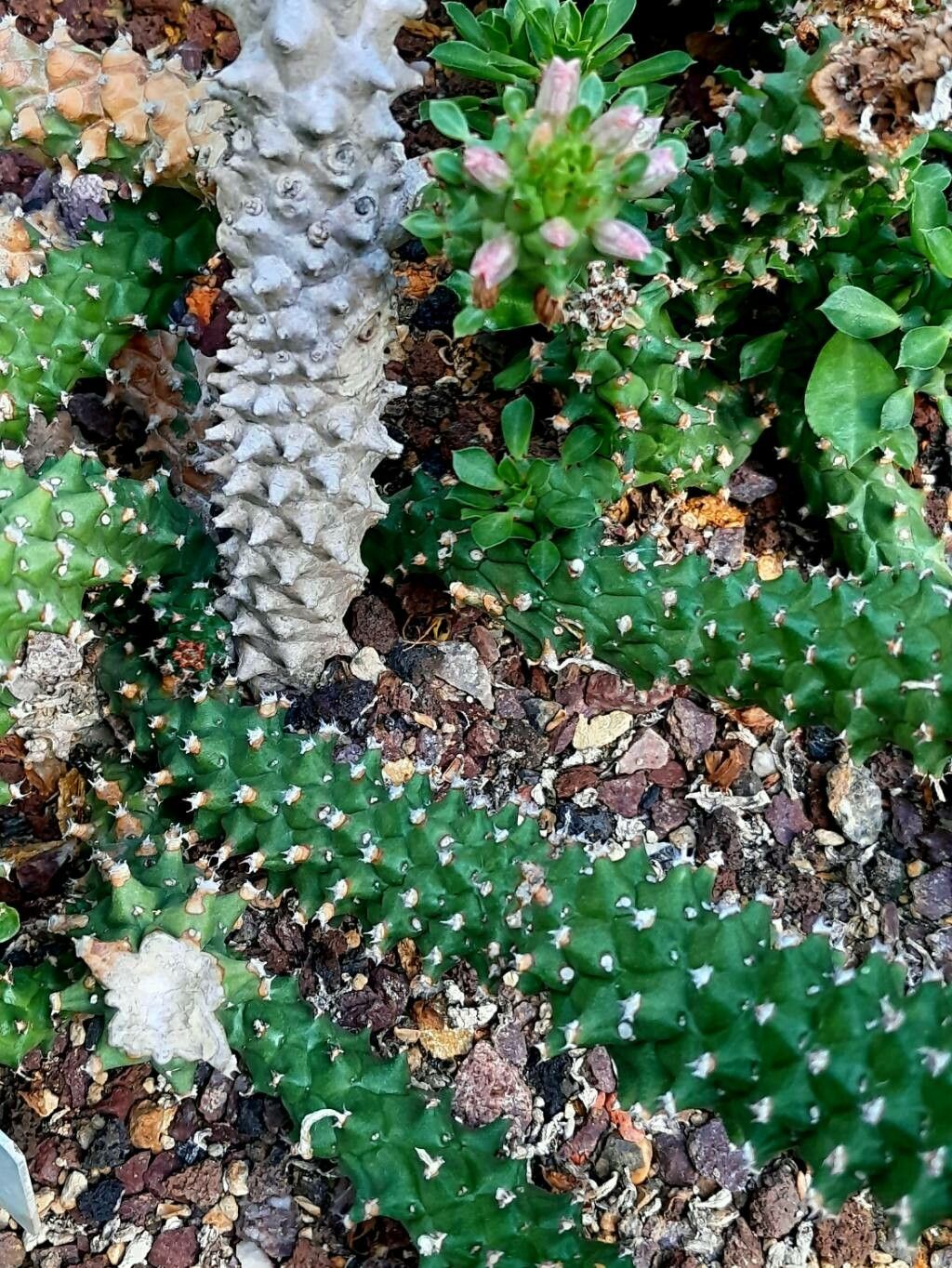 Euphorbia guentheri leaf