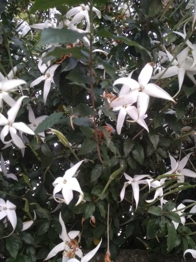 Rosenbergiodendron formosum habit