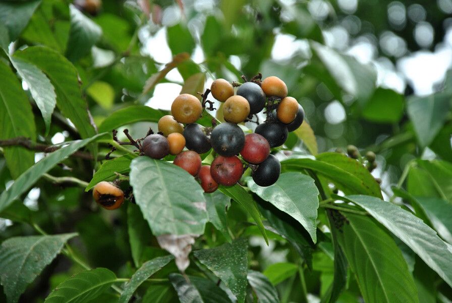 Leea indica fruit