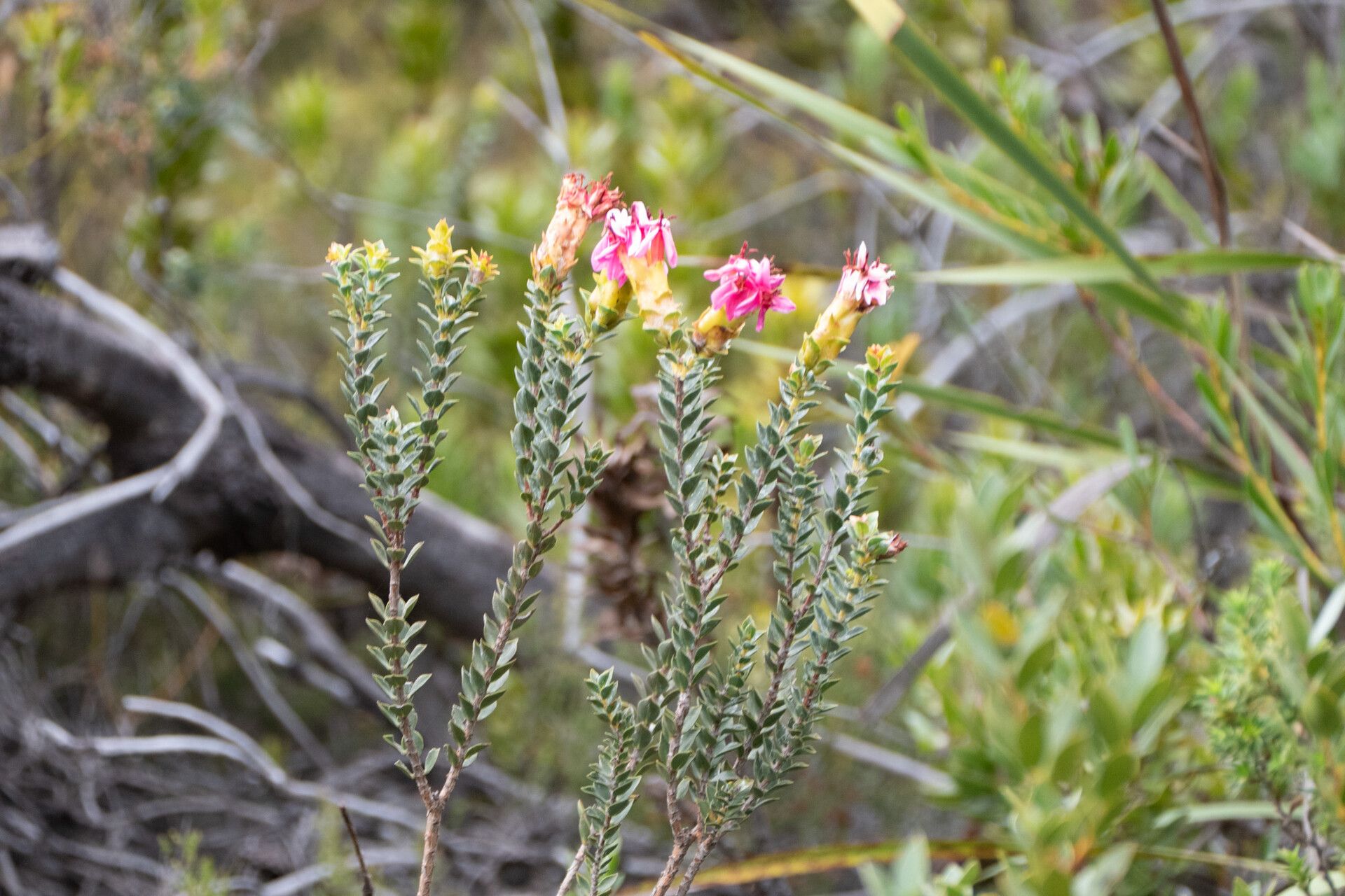 Penaea sarcocolla flower