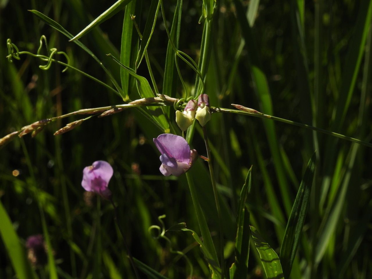 Lathyrus palustris flower