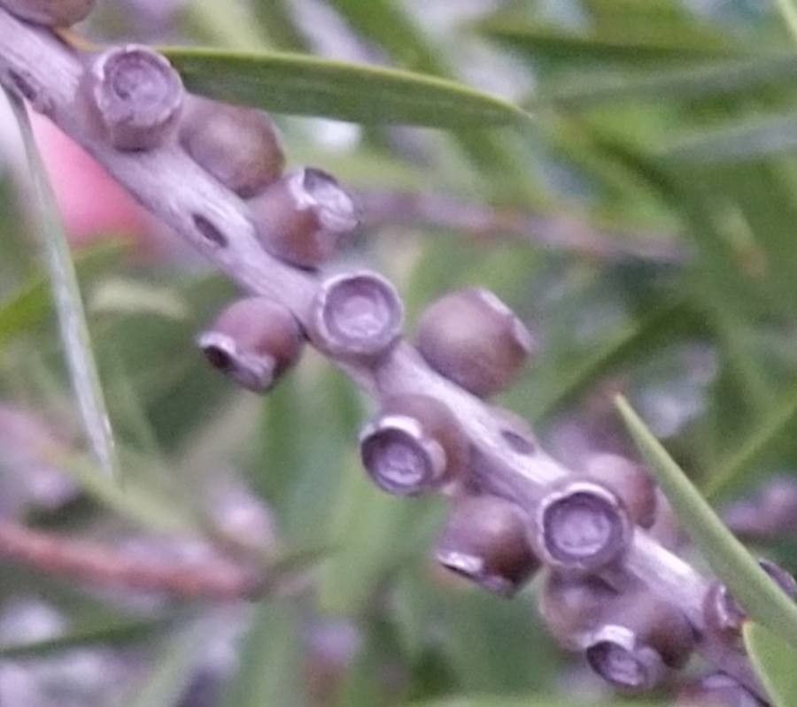 Callistemon pearsonii fruit