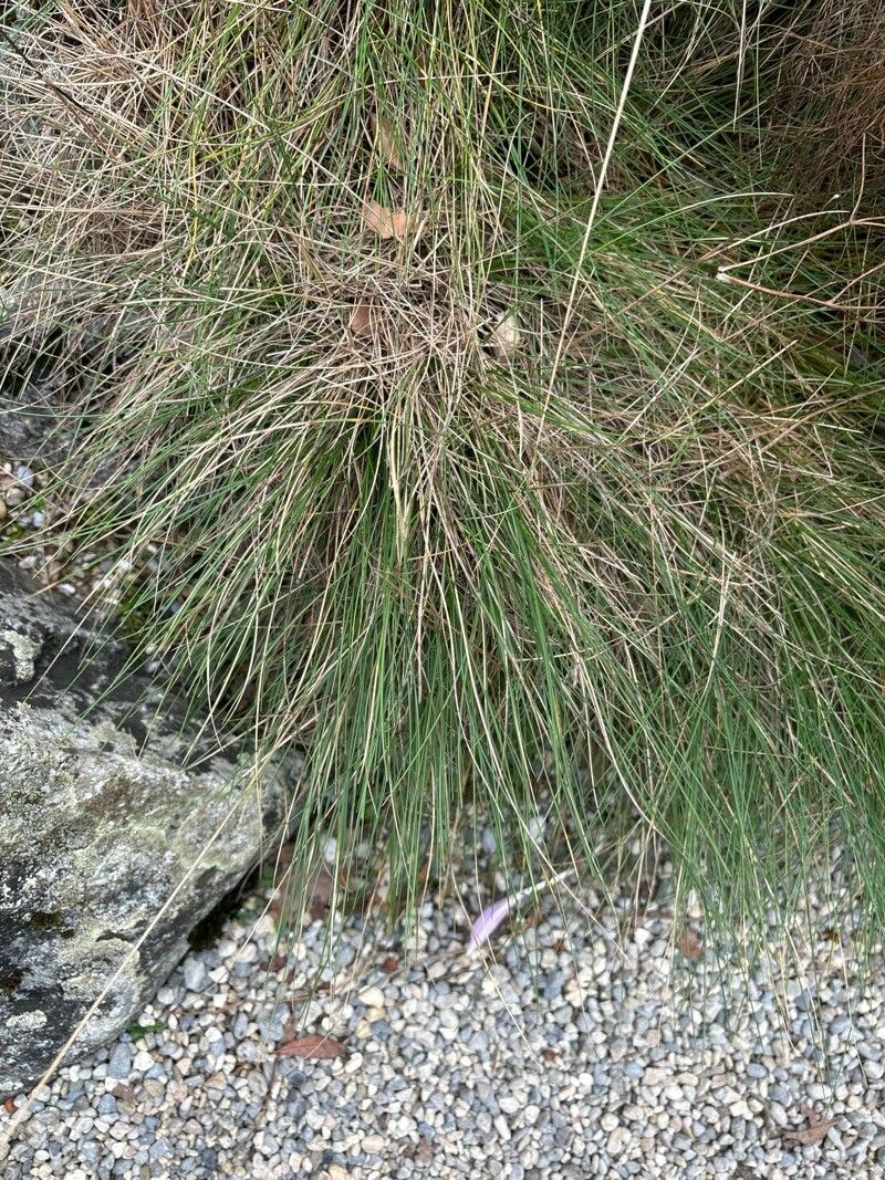 Festuca gamisansii — search result for 'Festuca'