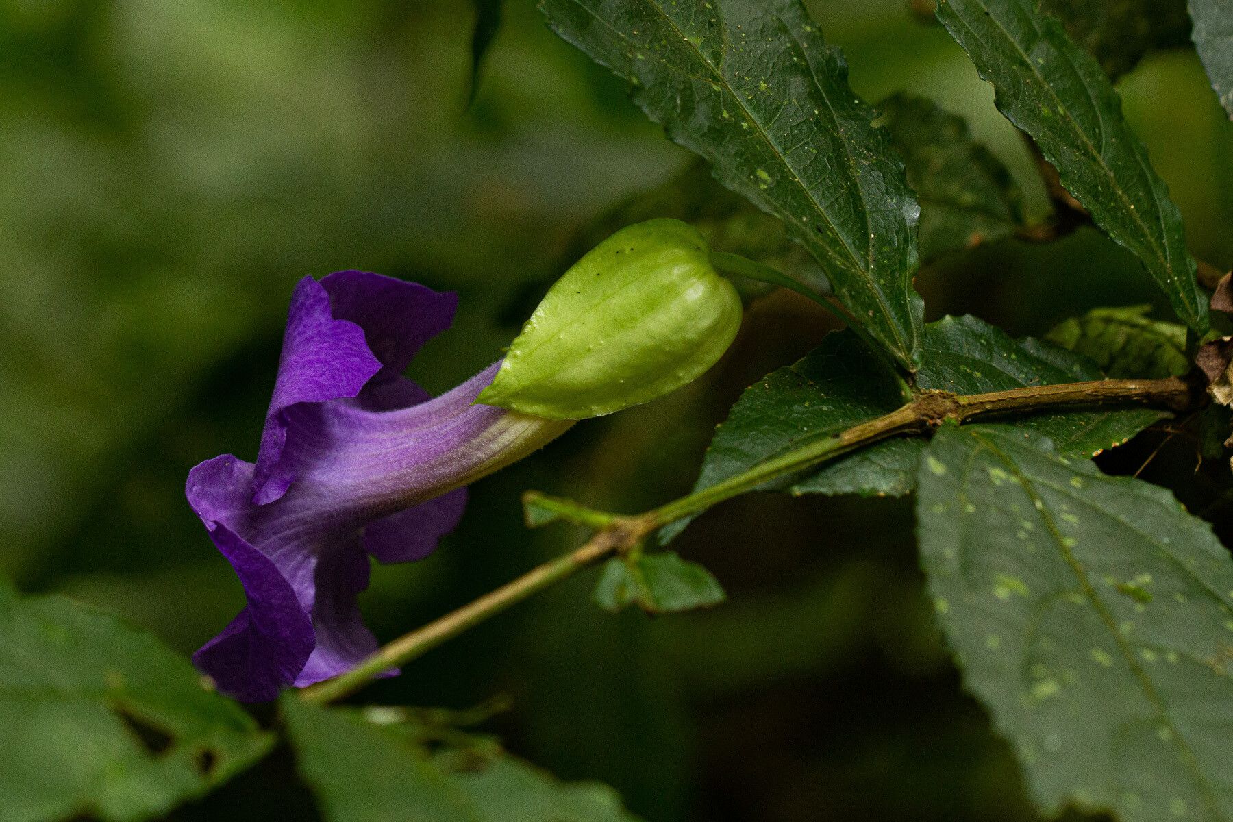 Thunbergia vogeliana flower