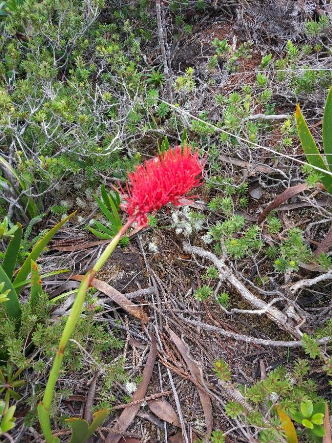 Xeronema moorei flower