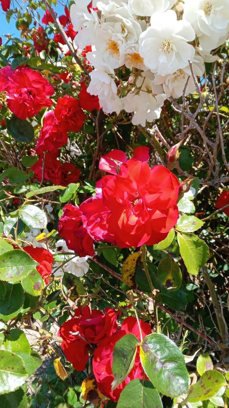 Rosa subcanina flower