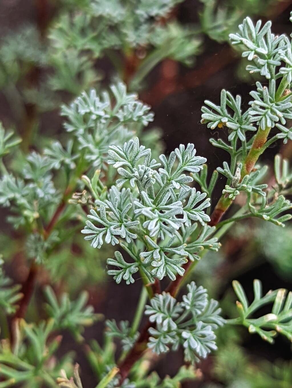 Pelargonium abrotanifolium leaf