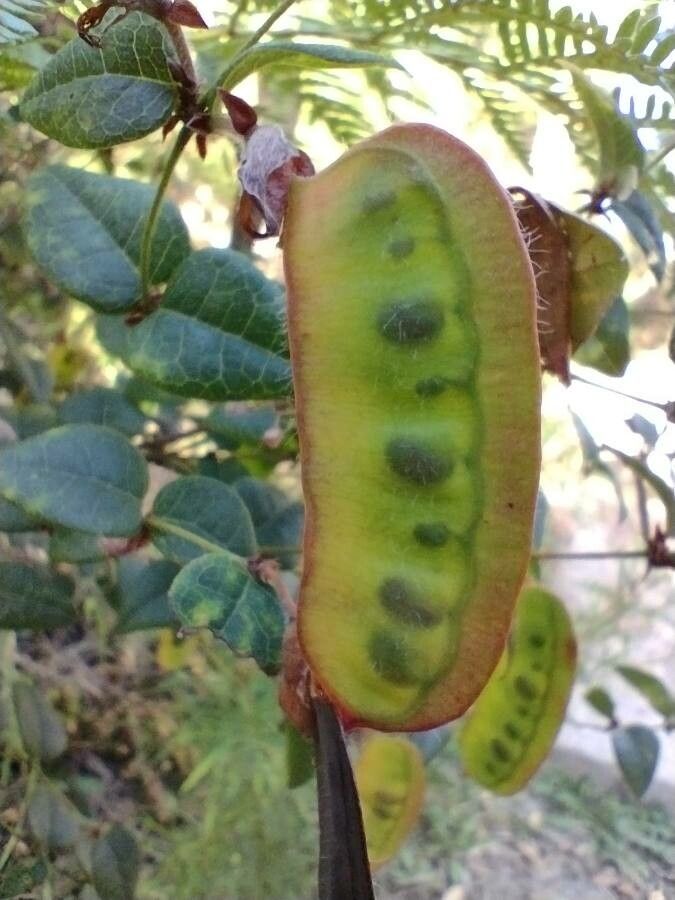 Platylobium formosum fruit