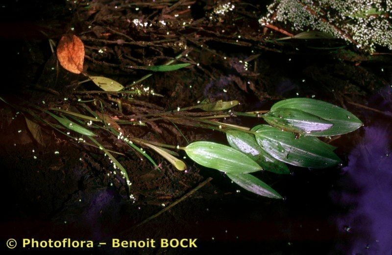 Potamogeton × variifolius other