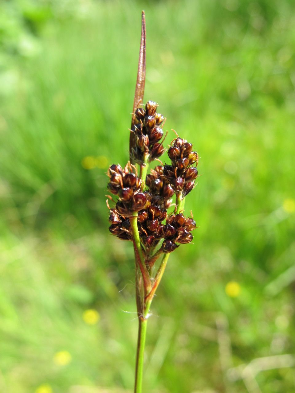 Luzula sudetica fruit