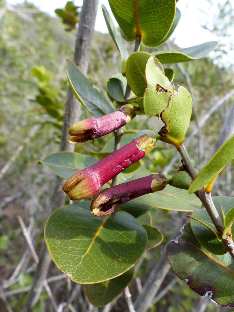 Pycnandra longiflora flower