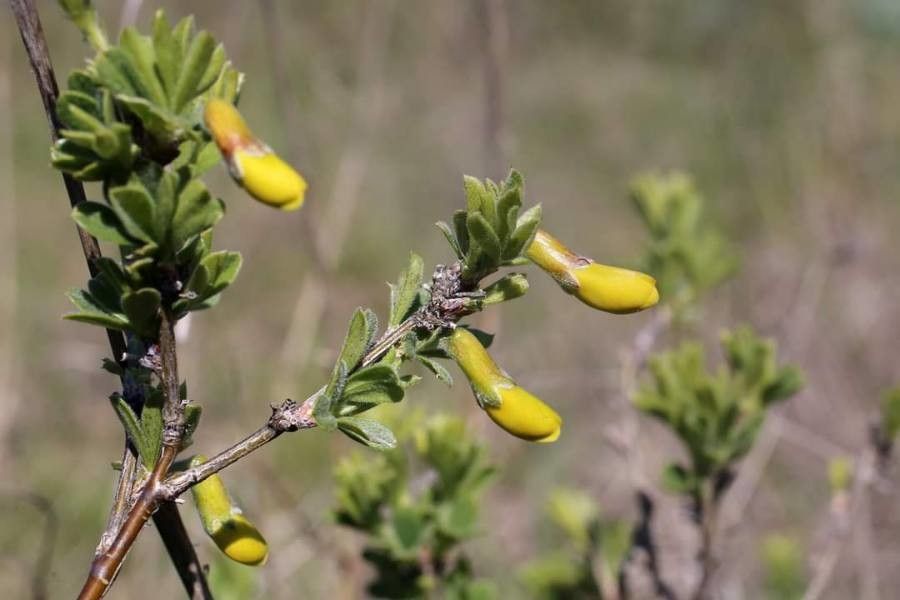 Caragana frutex flower