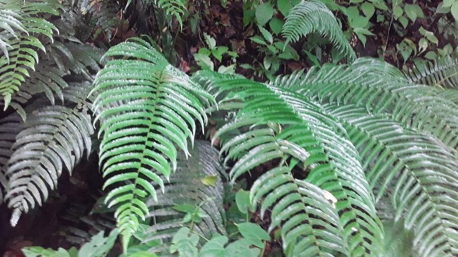Cyclopeltis semicordata leaf
