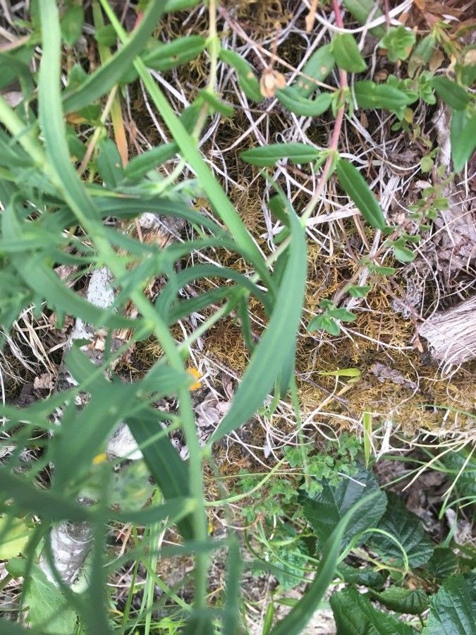 Thesium bavarum leaf