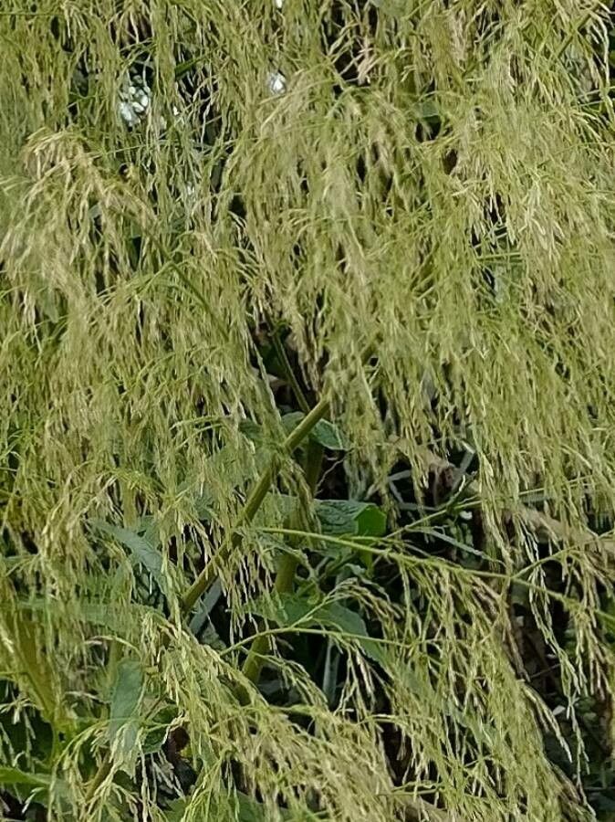 Calomeria amaranthoides flower