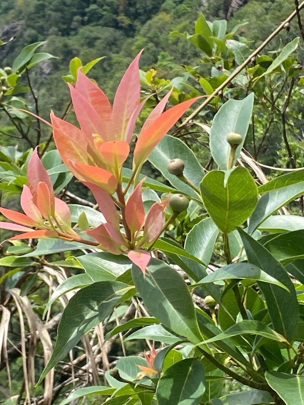 Lithocarpus hancei leaf