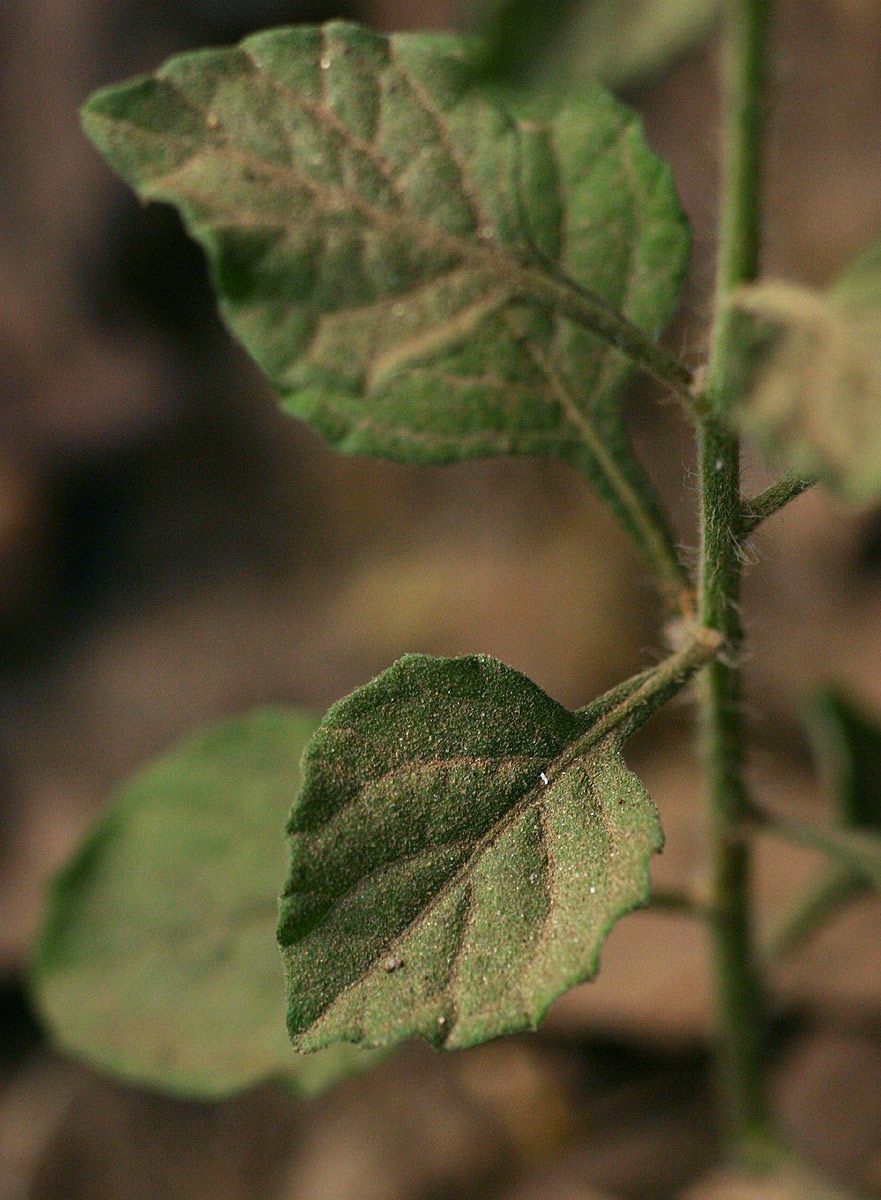 Vernonia betonicaefolia — search result for 'Vernonia'