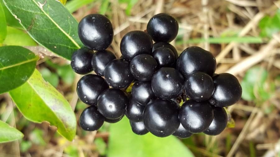 Phillyrea angustifolia fruit