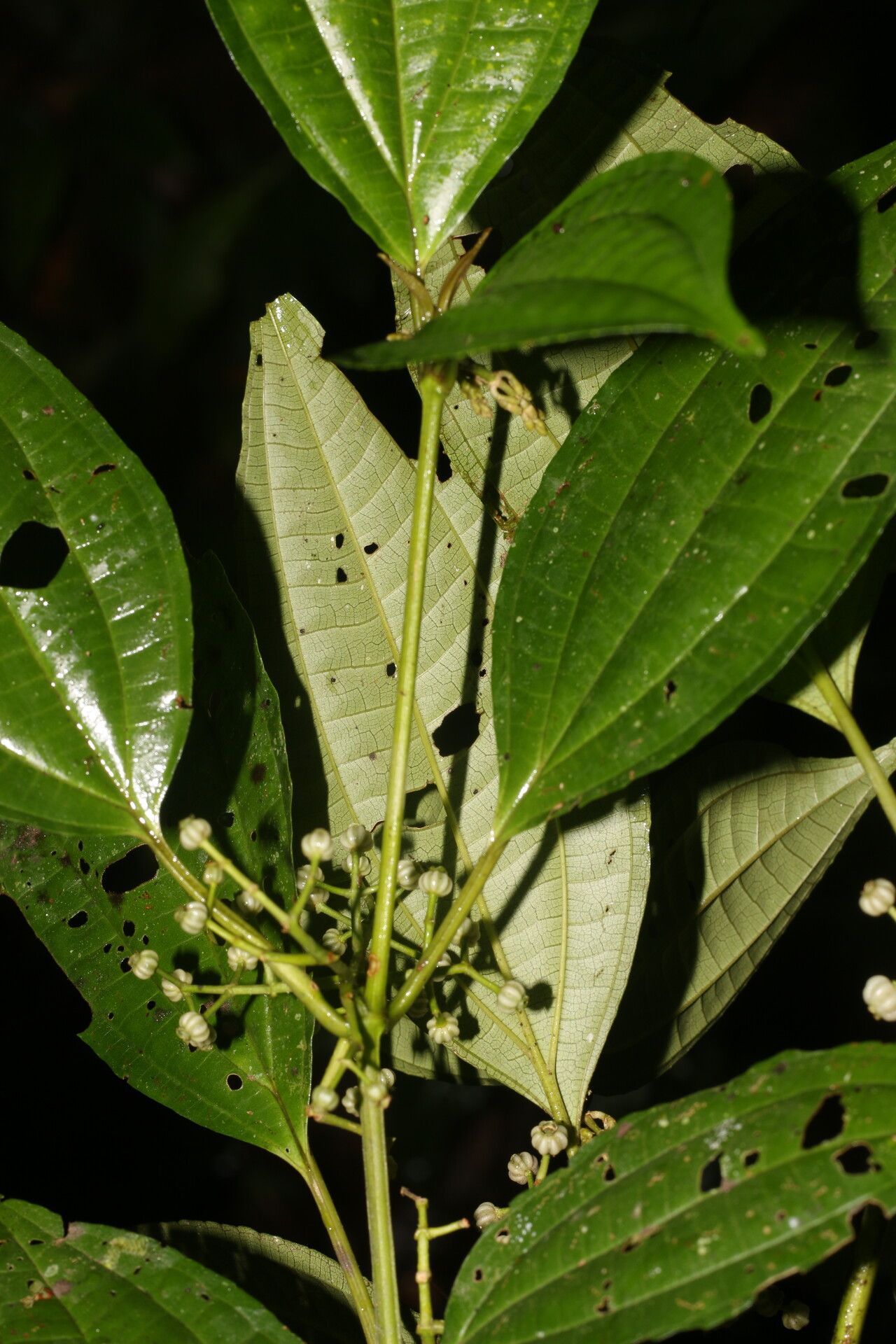 Miconia rubescens flower