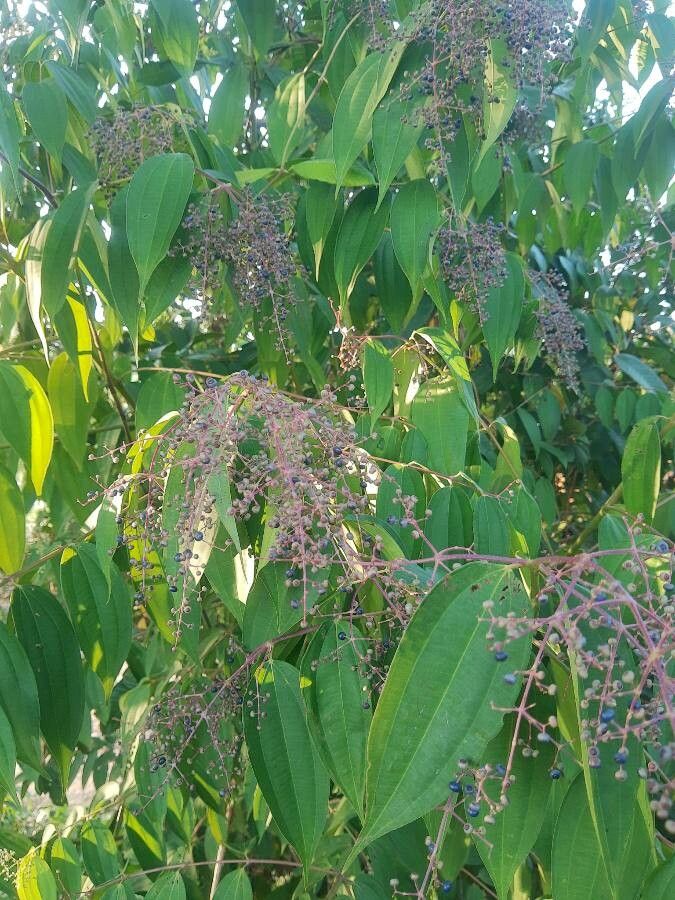Miconia minutiflora fruit