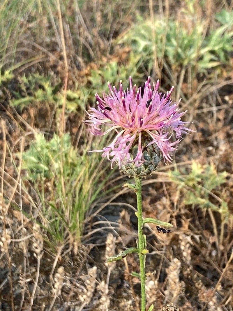 Centaurea affinis
