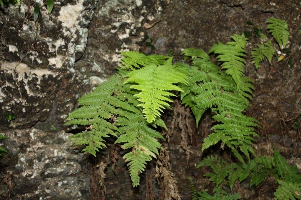 Tectaria kouniensis habit
