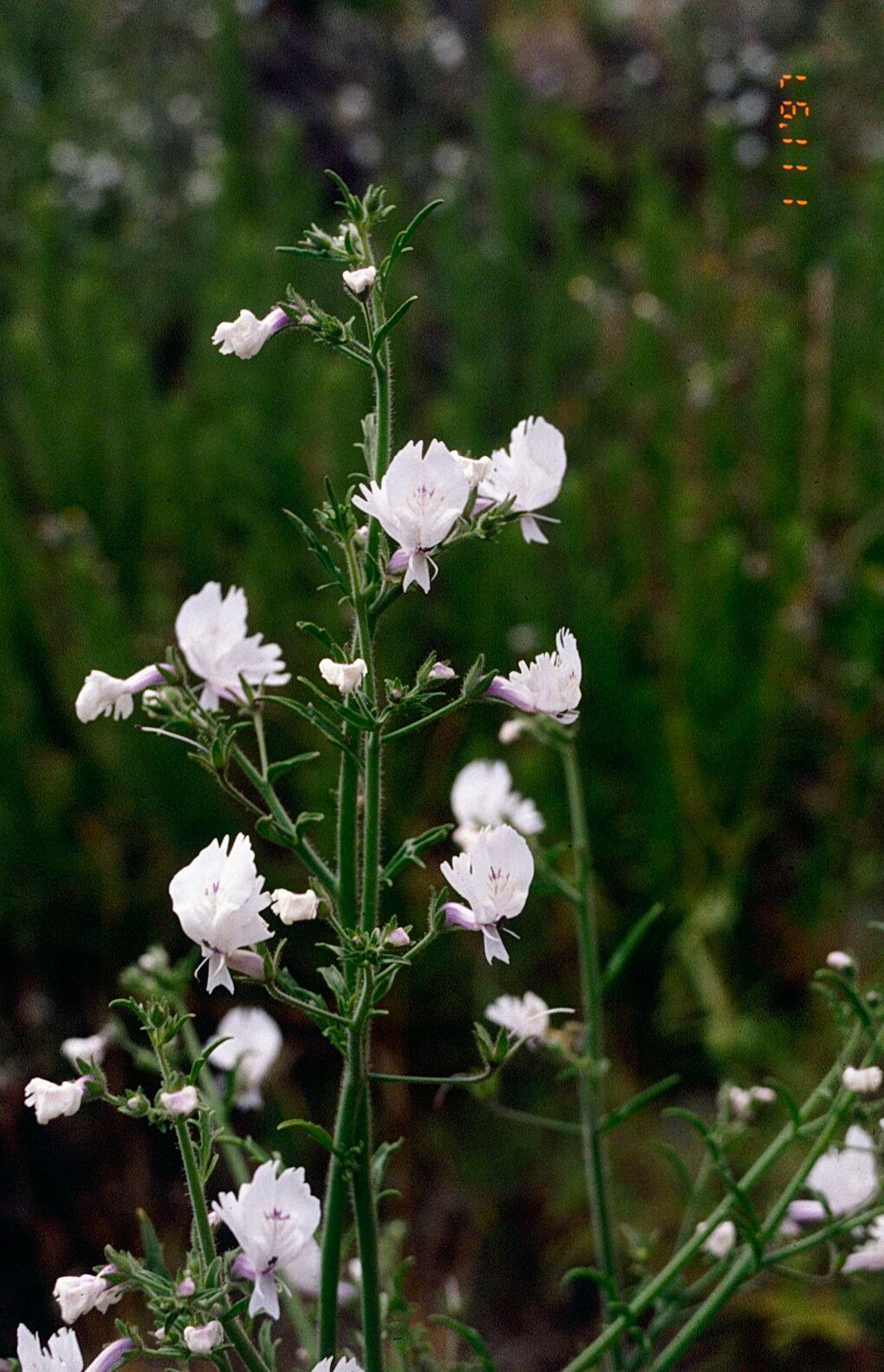 Schizanthus candidus — related species from the same genus