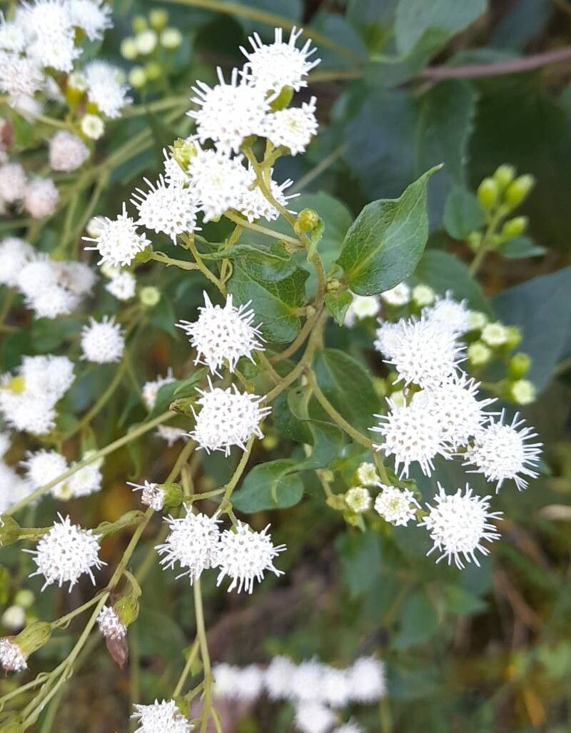 Ageratina lorentzii flower