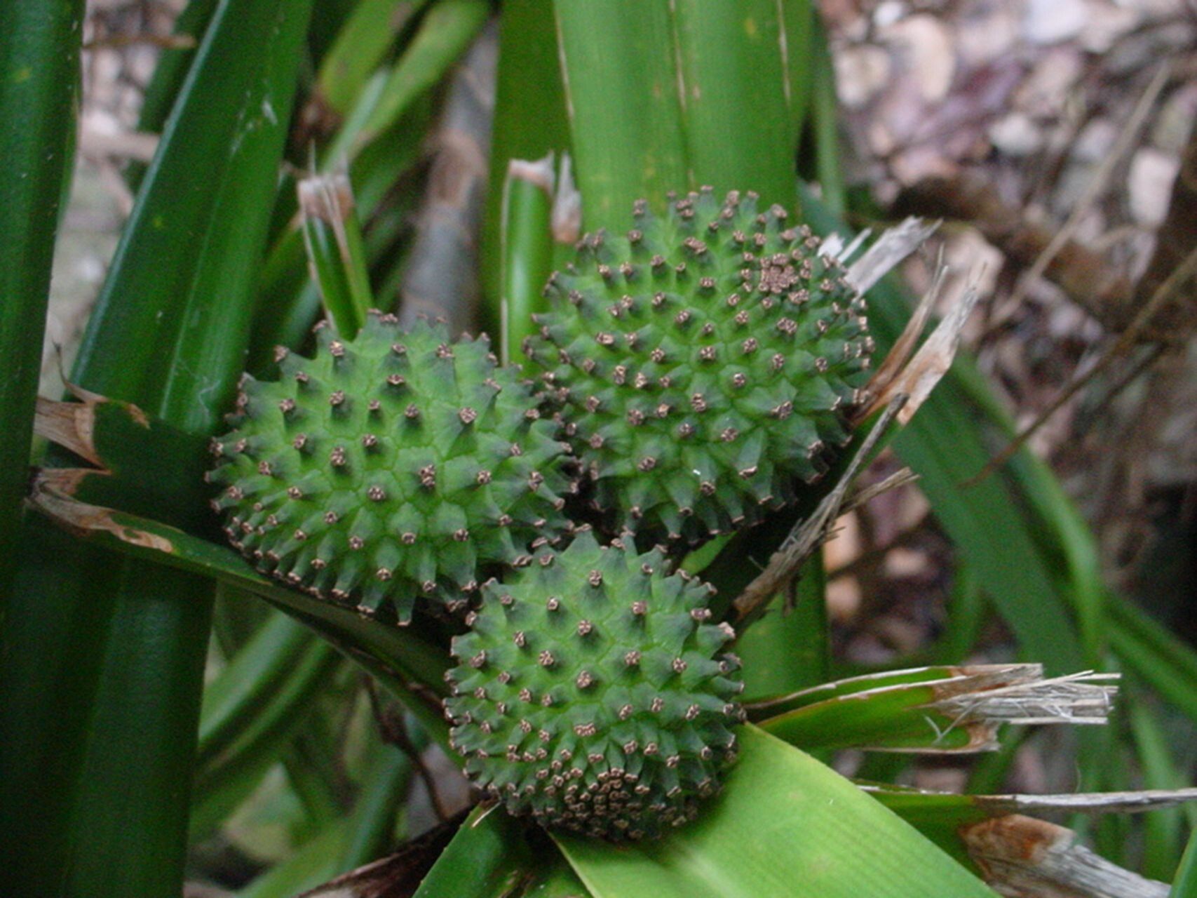 Freycinetia novocaledonica — houseplant care guide
