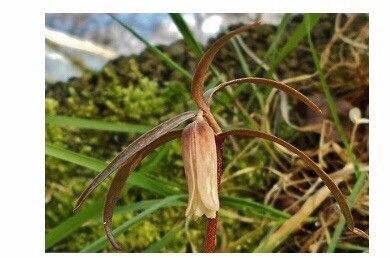 Fritillaria shikokiana — houseplant care guide