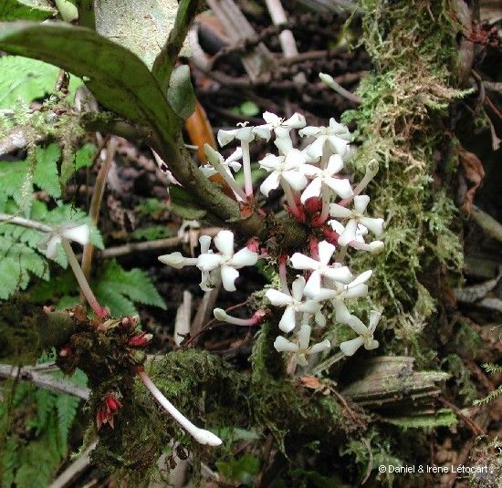 Ixora aoupinieensis flower
