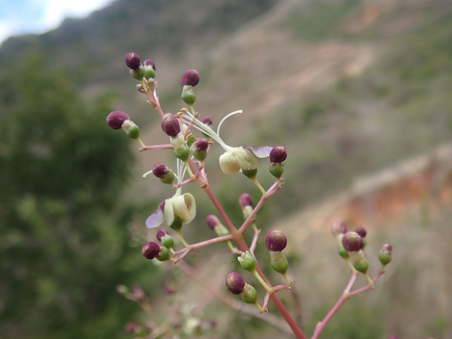 Rotheca nudiflora flower