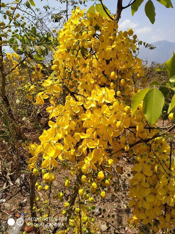 Cassia fistula flower