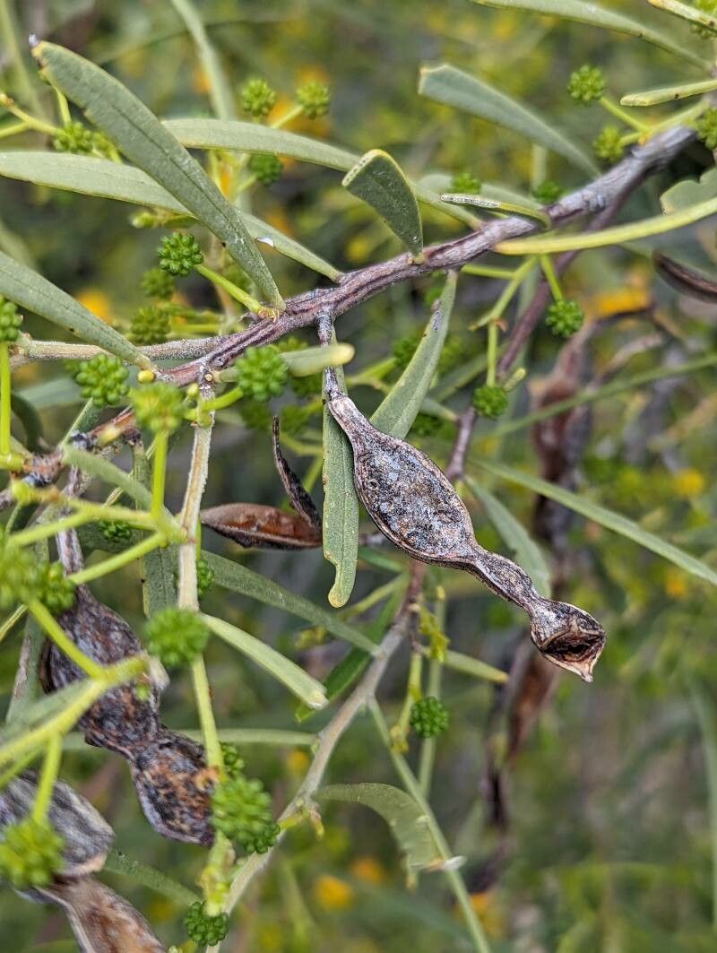 Acacia ligulata fruit