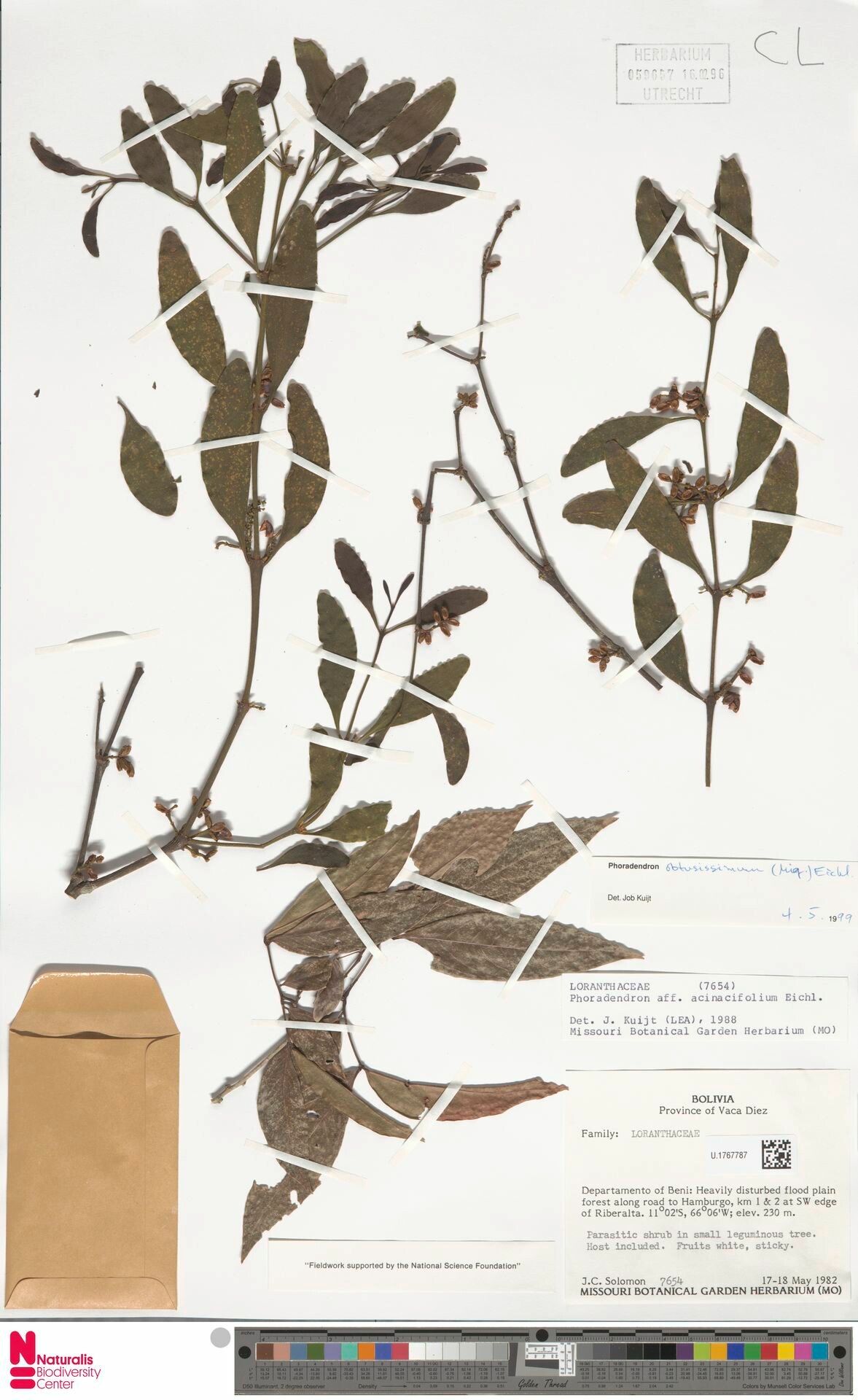 Phoradendron obtusissimum leaf