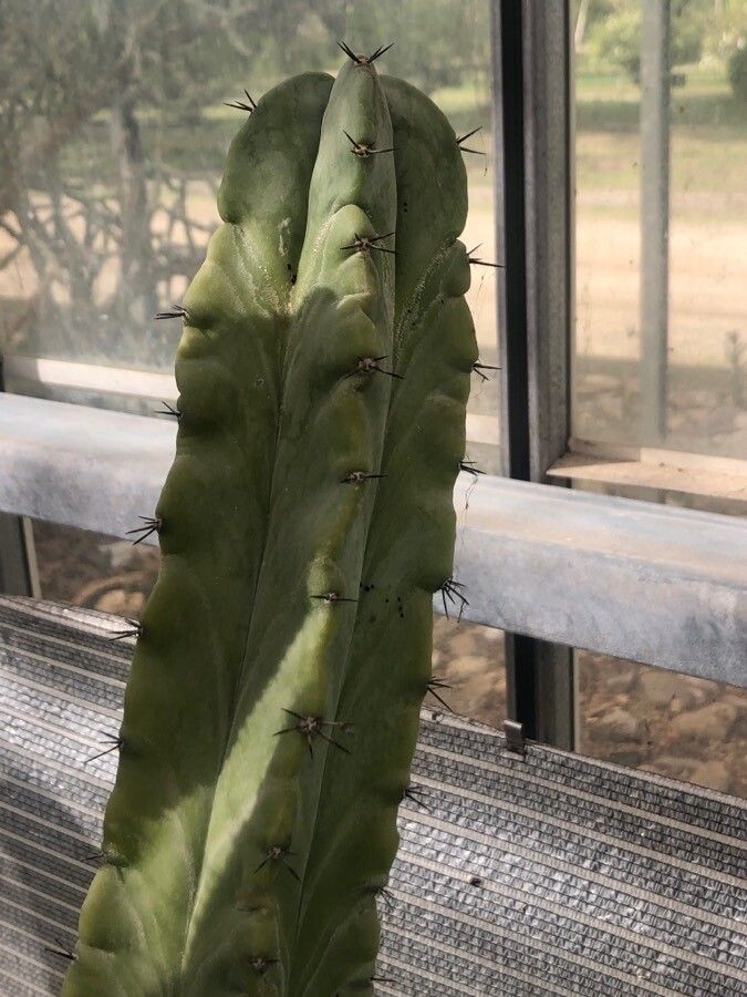 Lophocereus schottii leaf