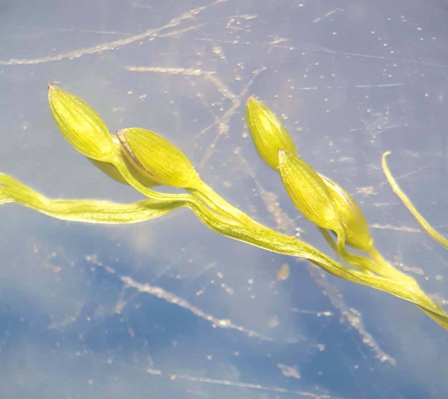 Digitaria fuscescens flower