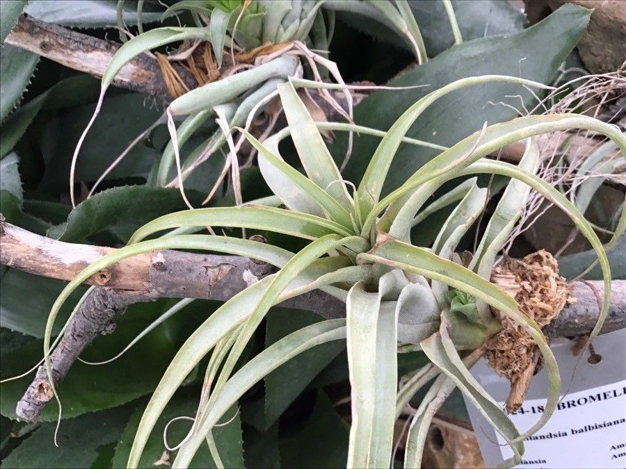 Tillandsia balbisiana — foliage houseplant