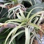 Tillandsia balbisiana
