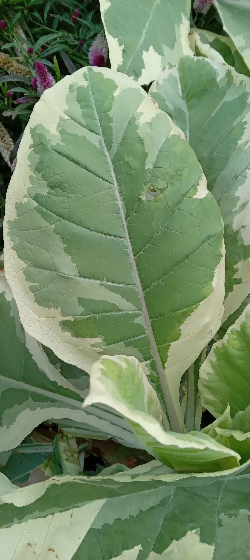 Nicotiana tomentosa leaf