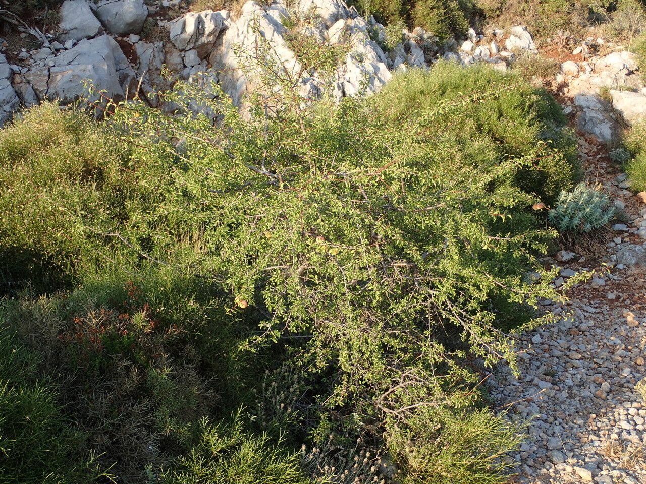 Prunus cocomilia habit