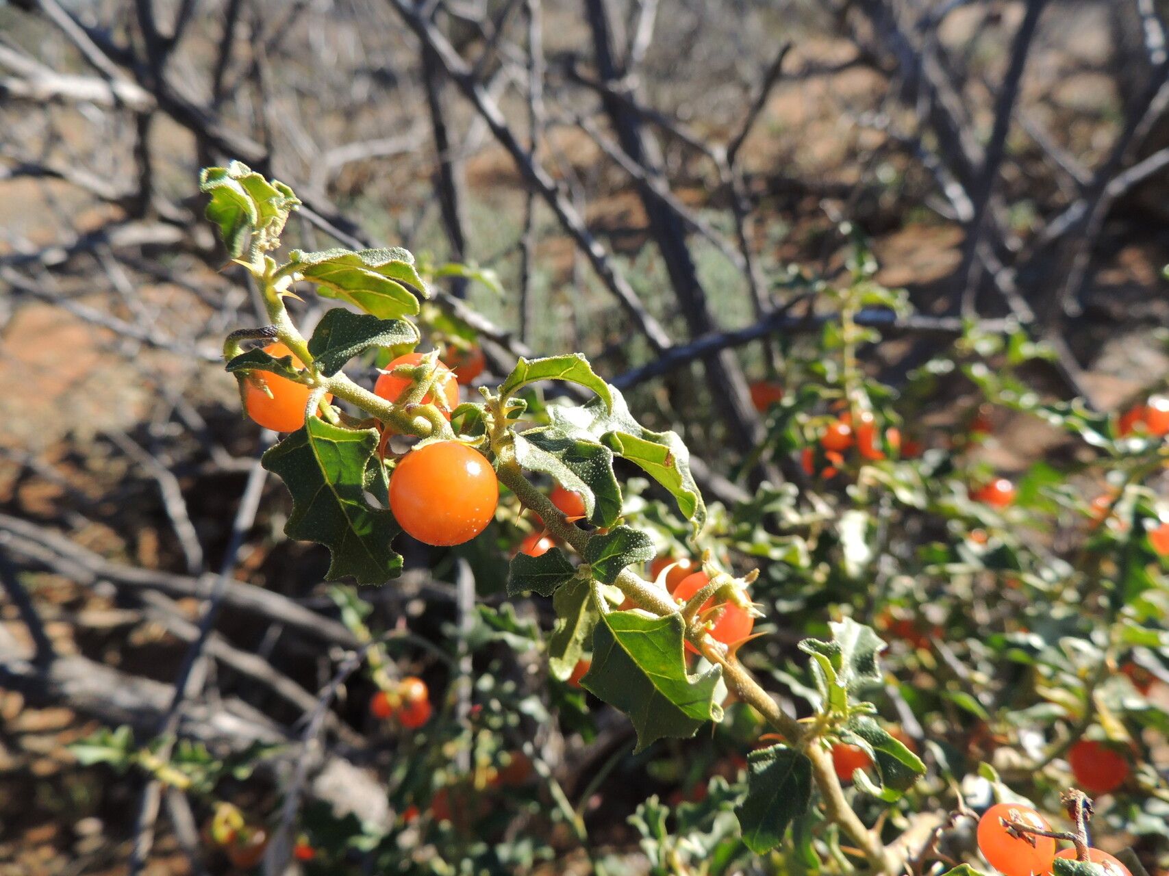 Solanum capense habit