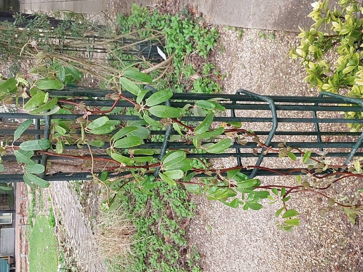 Akebia longeracemosa habit
