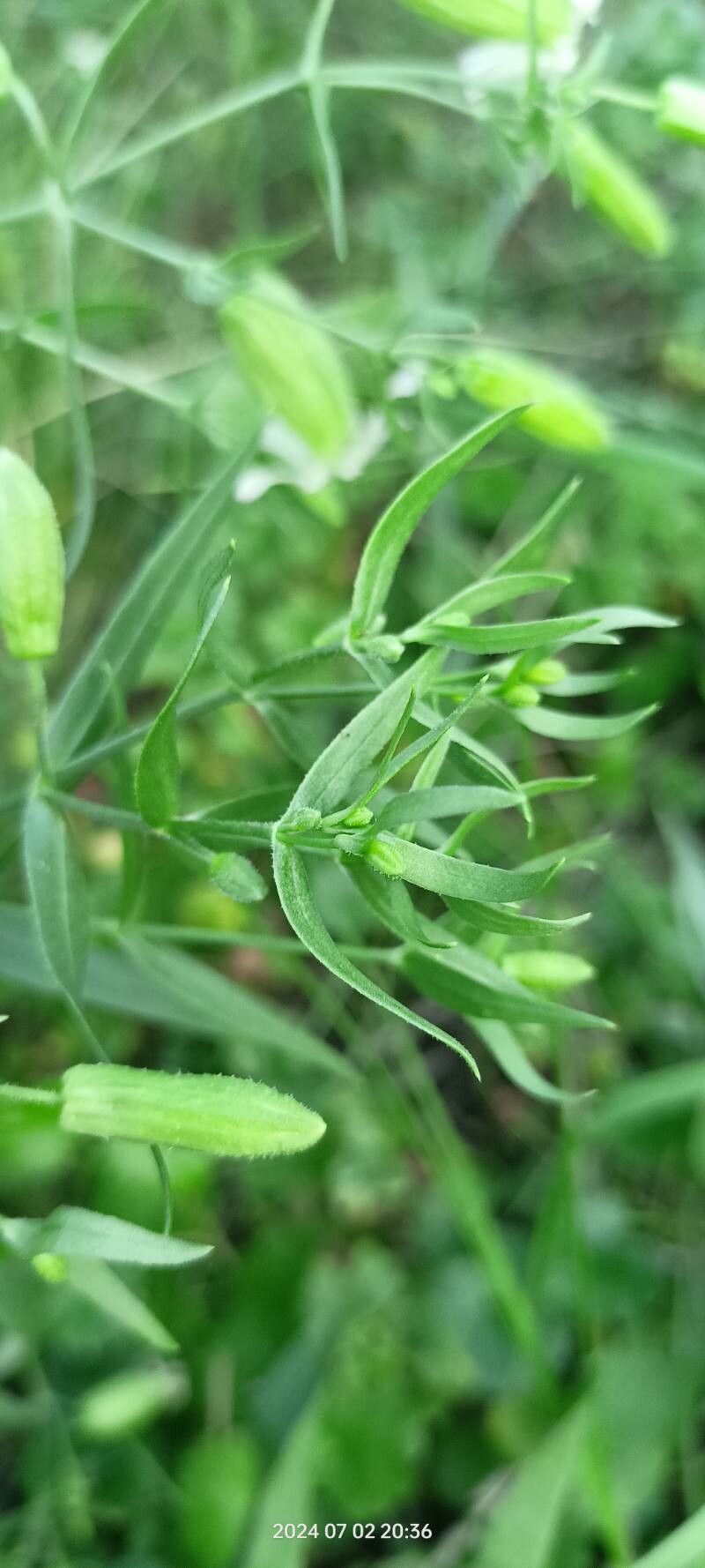 Silene procumbens — houseplant care guide