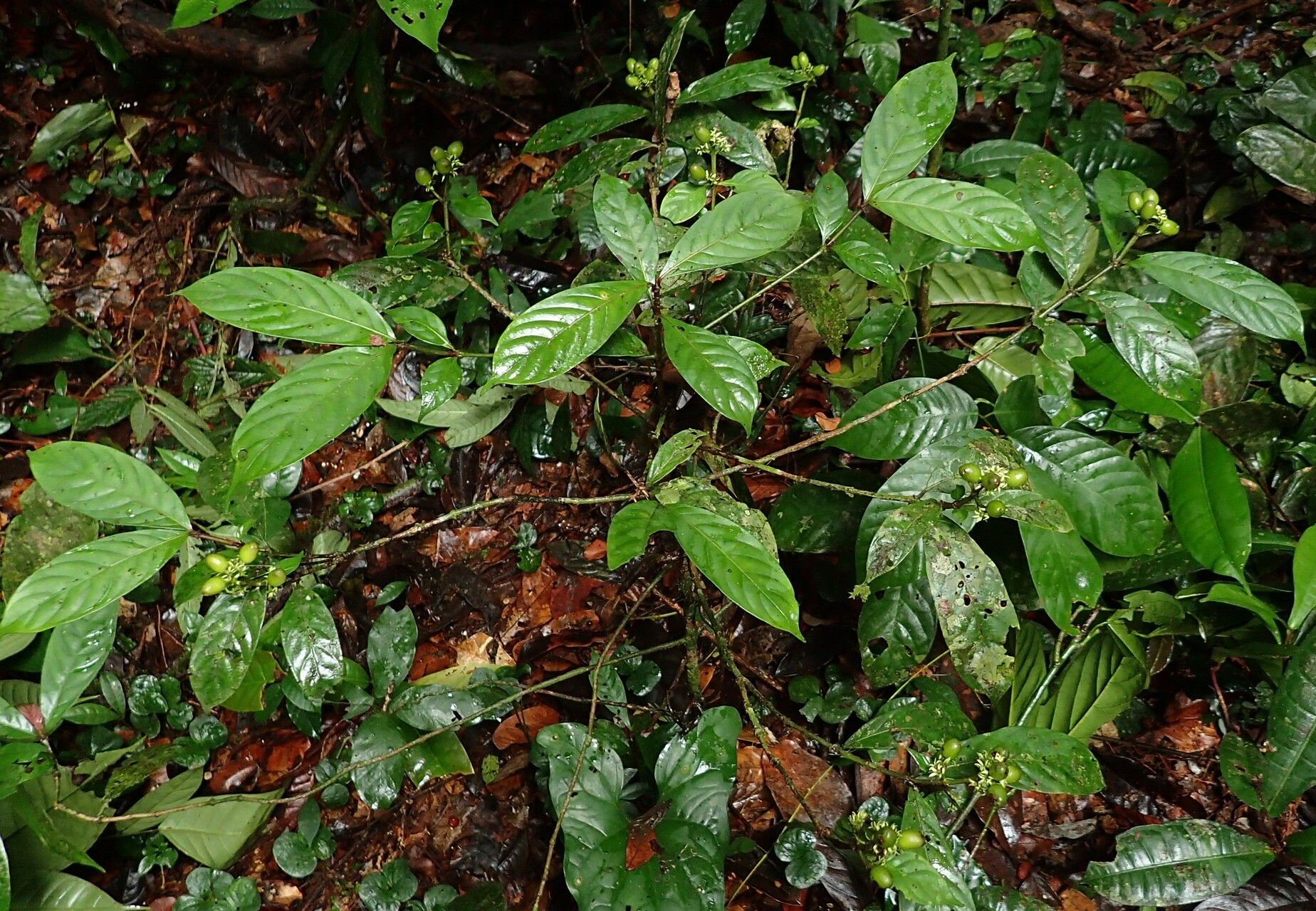 Gaertnera bieleri habit