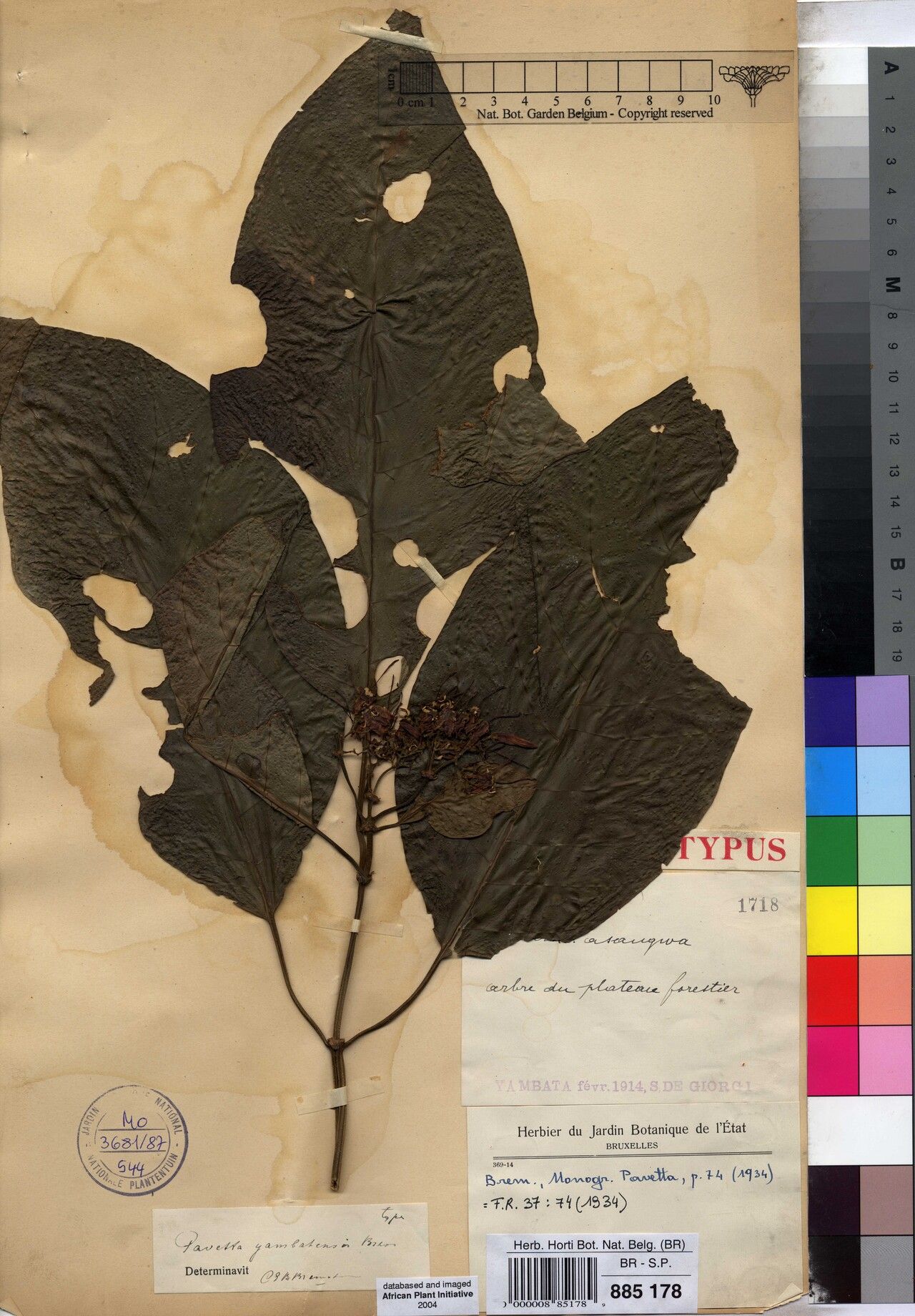 Pavetta yambatensis — houseplant care guide