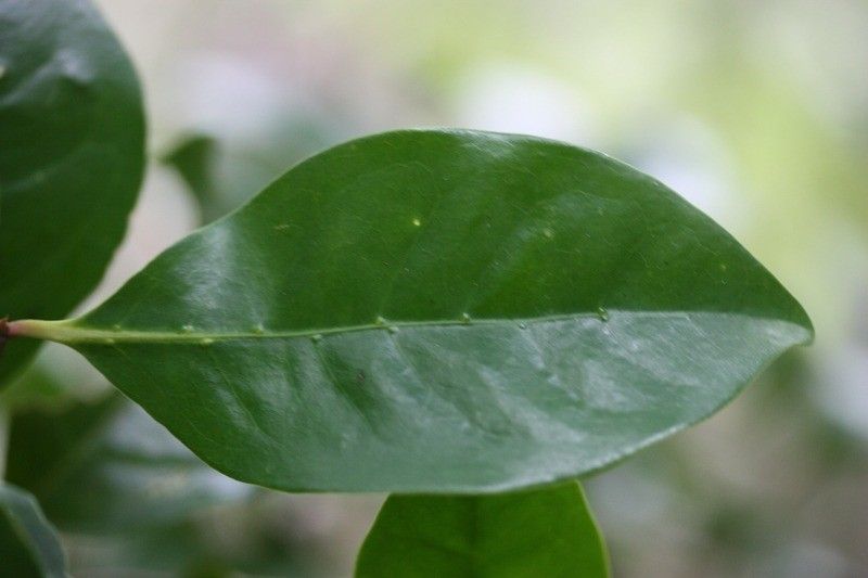 Coffea mauritiana leaf