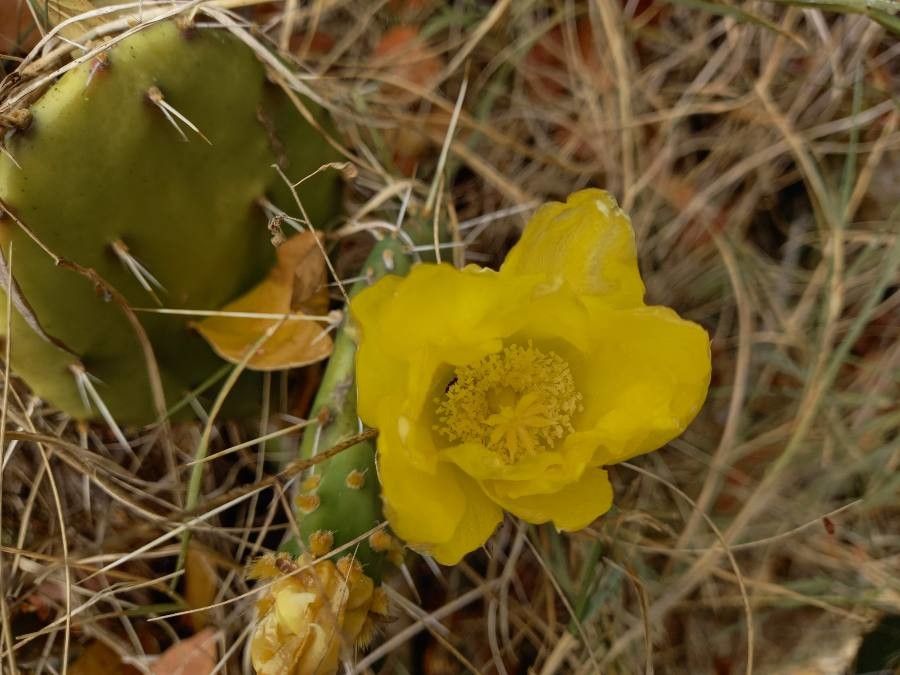 Opuntia guatemalensis — houseplant care guide