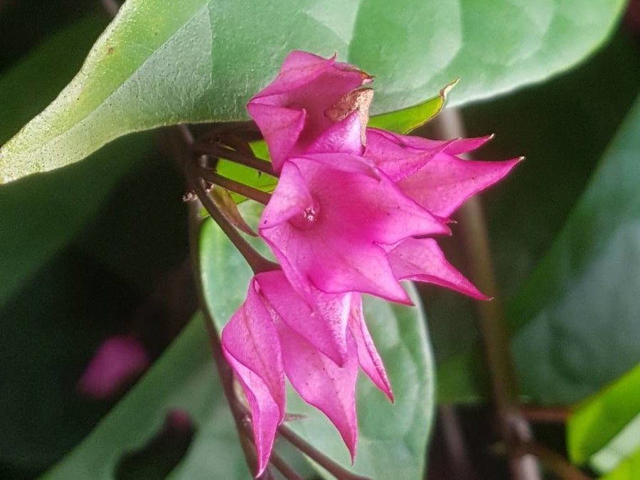 Antigonon leptopus flower